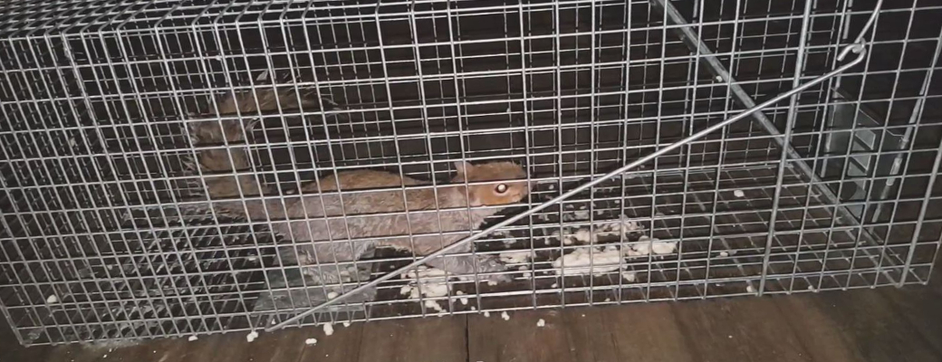 Will A Cape Coral Squirrel Chew Through The Ceiling